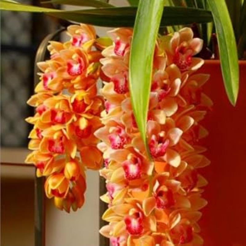 Orange Cymbidium Orchid Seeds – Heirloom Non-GMO Planting Flower Seeds 100