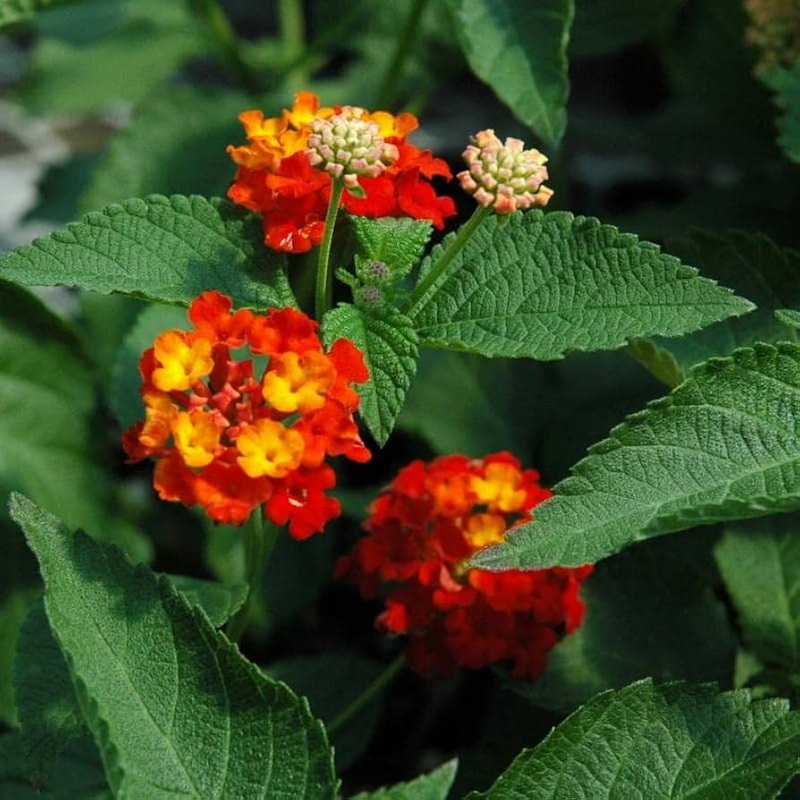 Orange Red Lantana Flower Seeds for Planting – NON GMO Seeds 100