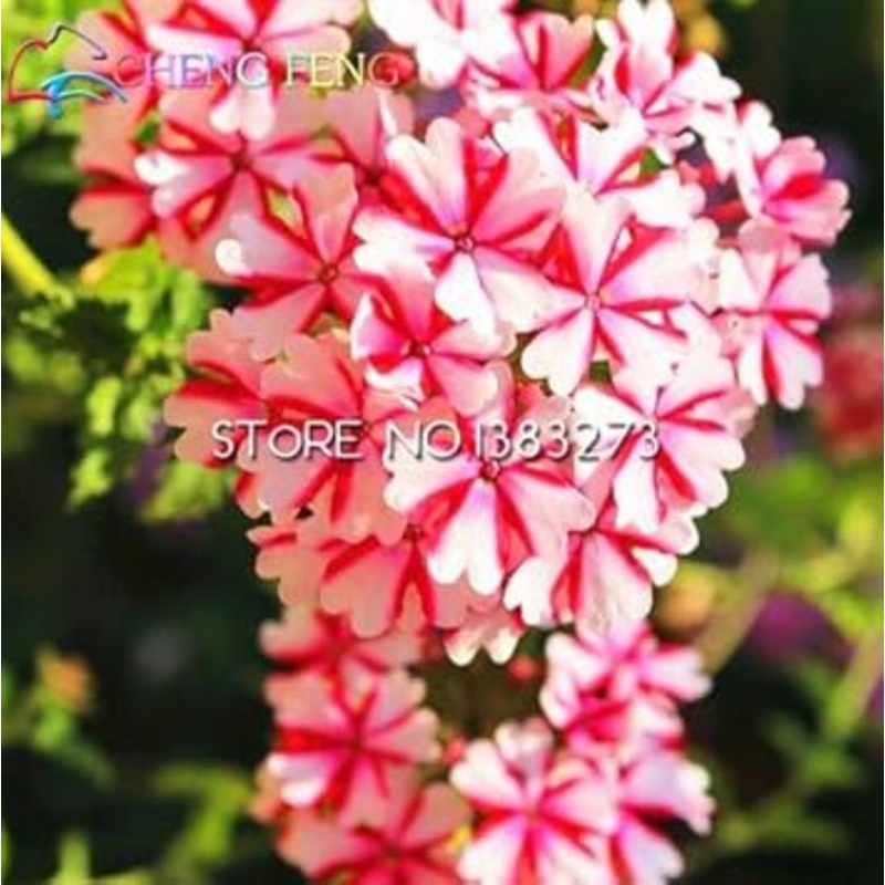 Organic Heirloom Pink Verbena Flower Seeds  Non-GMO Garden Seeds for Planting 100