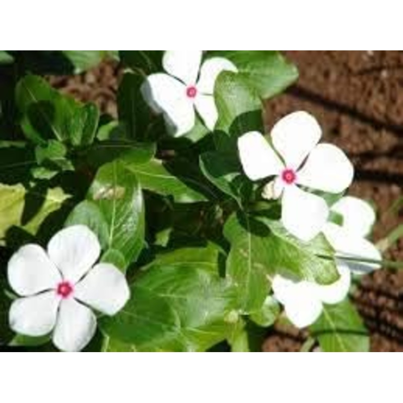 Organic White Catharanthus Flower Seeds for Planting  Heirloom, Non-GMO 100