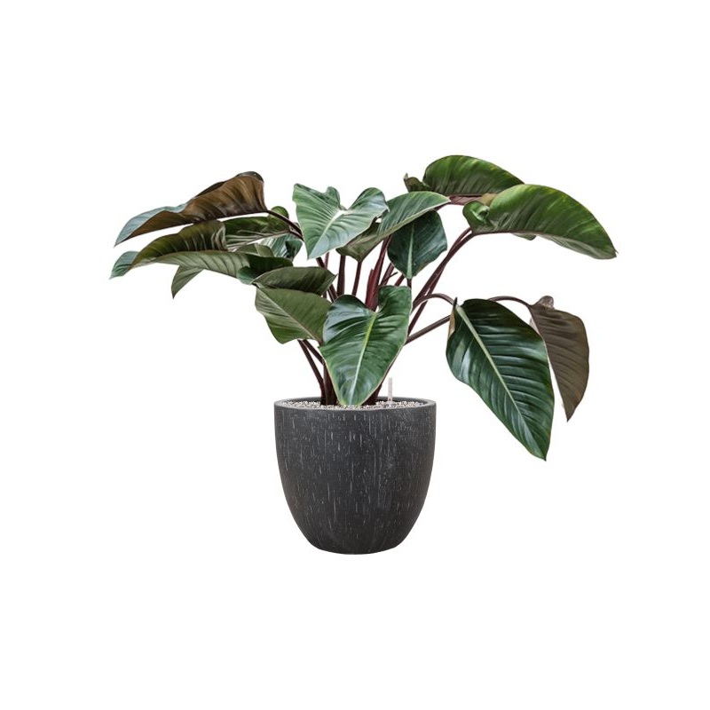 Philodendron ‘Red Beauty’ in Baq Raindrop Office Plant With Pot 83cm Height 35cm Dia