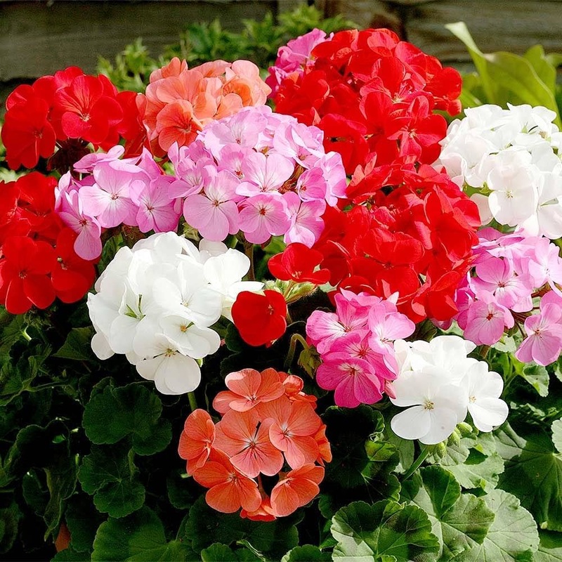 Pink Bloom Geranium Heirloom Non-GMO Seeds for Planting 100