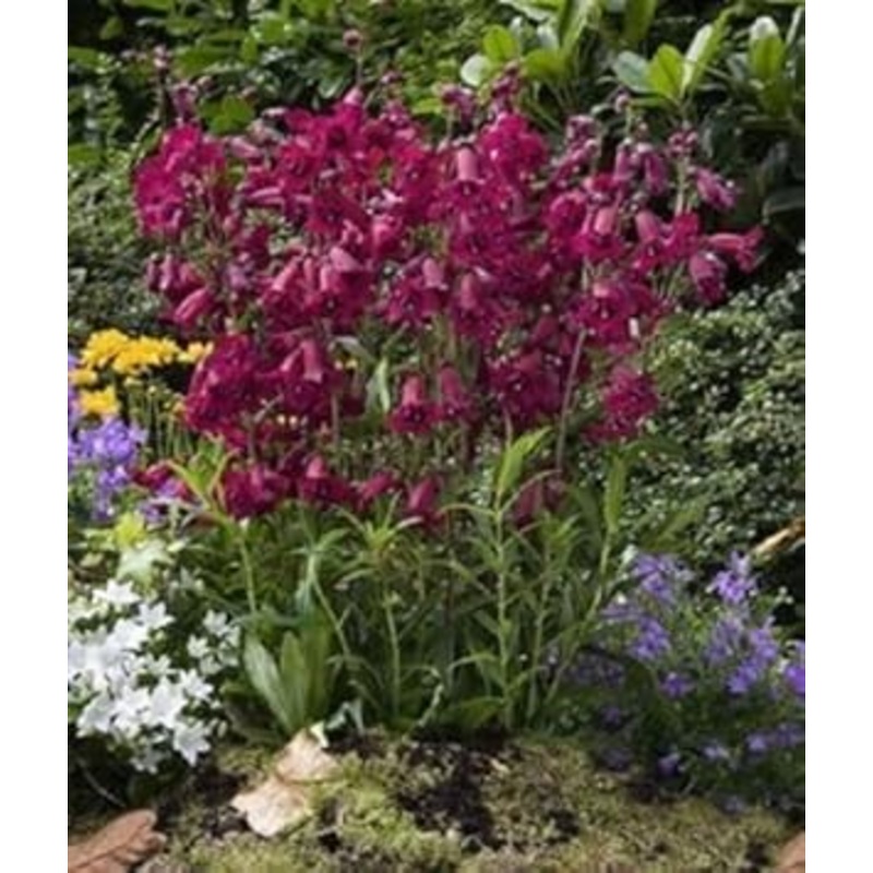 Purple Mexicali Sunburst Penstemon Flower Seeds for Planting, 100 pcs 100
