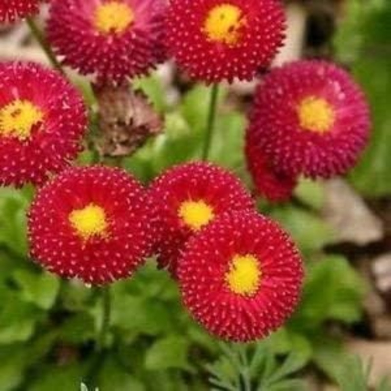 Red Perennis Seeds for Planting  Organic, Heirloom, Non-GMO Flower Seeds 100