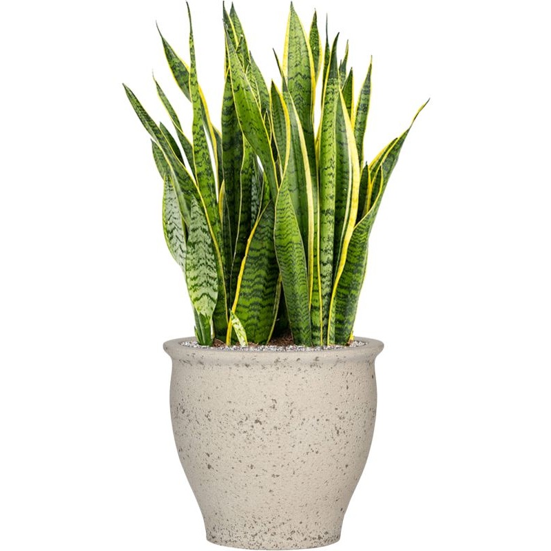 Sansevieria trifasciata ‘Laurentii’ in Mediterranean Office Plant With Pot 97cm Height 36cm Dia