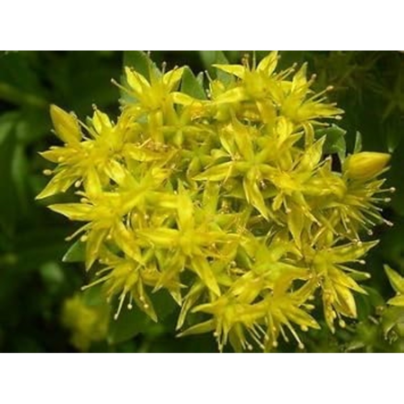 Yellow Aizoon Flower Seeds for Garden – NON GMO Seeds 100