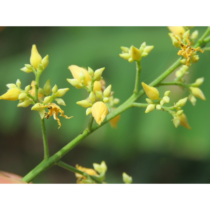 Yellow Hevea Brasiliensis Seeds  Heirloom, Non-GMO Flower Seeds for Planting Unique Blooms 100