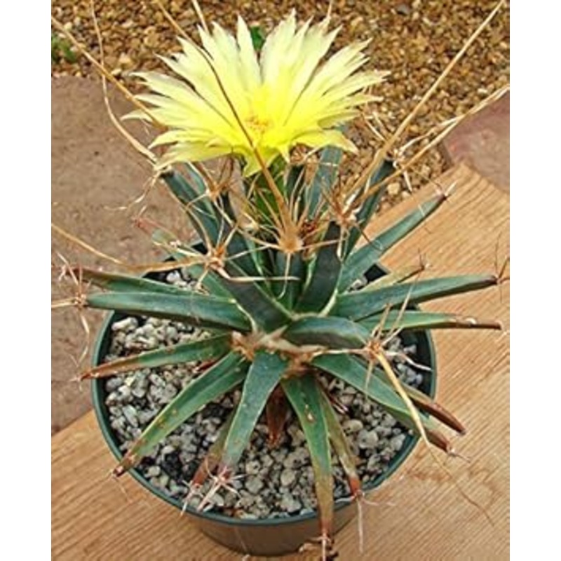 Yellow Leuchtenbergia Seeds for Planting  Organic, Heirloom, Non-GMO Plant Seeds 100