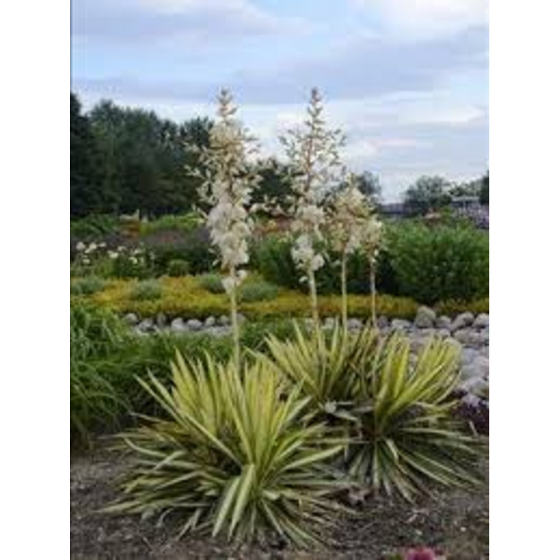 Yucca-Color Guard 2C