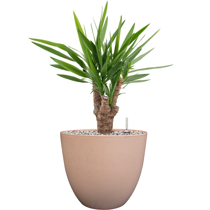 Yucca elephantipes in Artstone Office Plant With Pot 62cm Height 27cm Dia