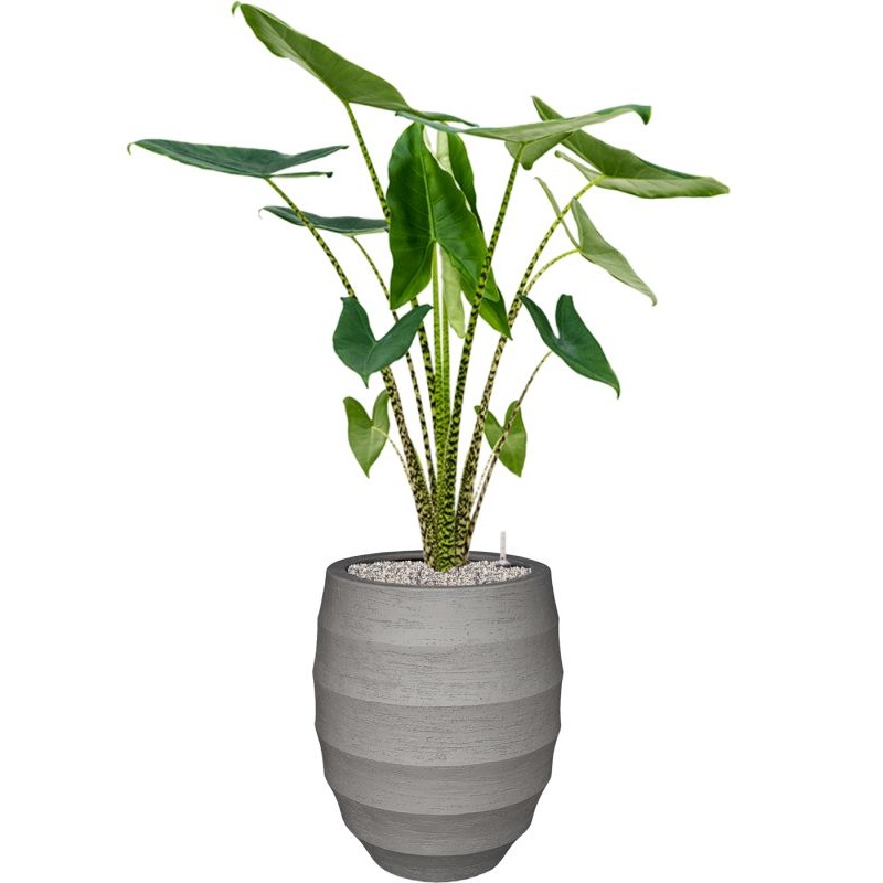 Alocasia zebrina in Bordo Office Plant With Pot 133cm Height 29cm Dia