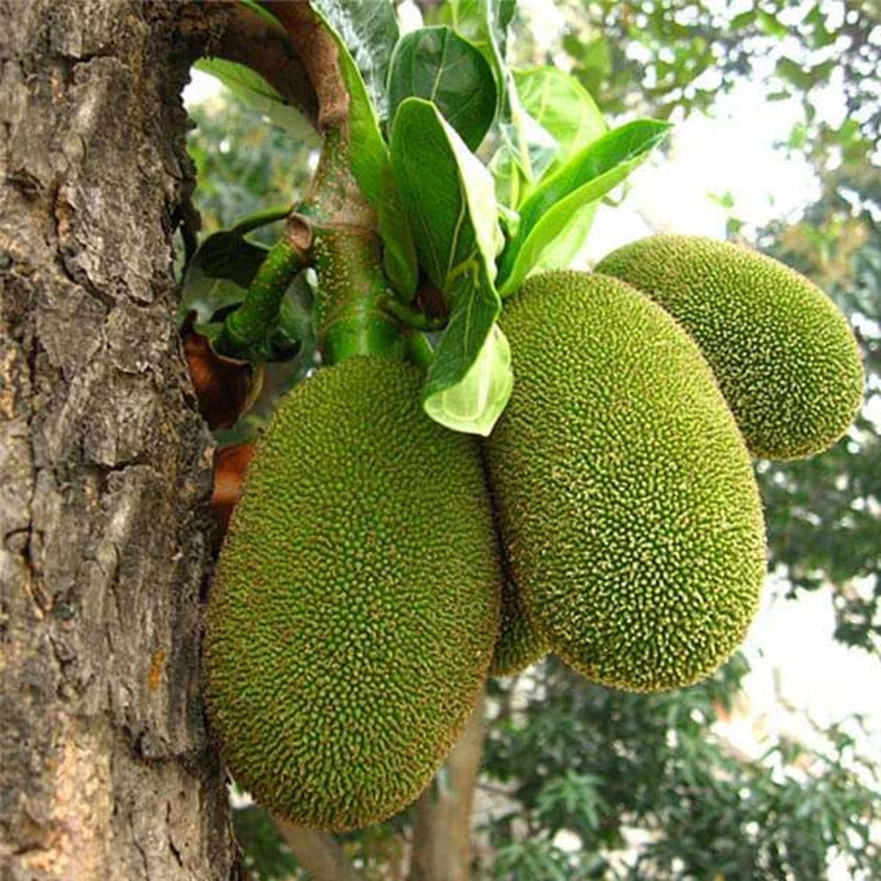 Artocarpus Heterophyllus, Jackfruit – 0.5 kg Seeds