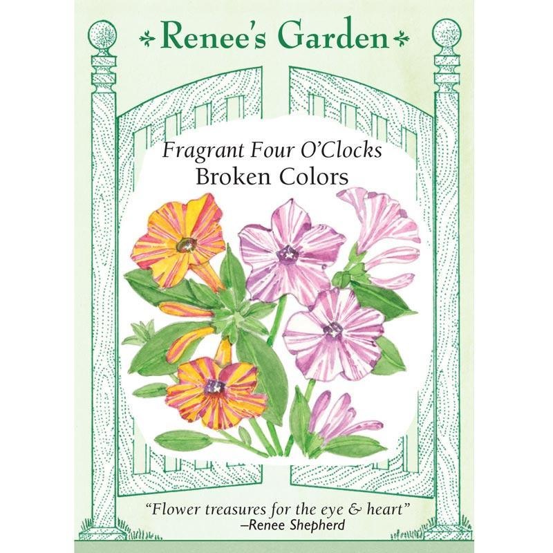 Broken Colors Four O’Clock Flower Seeds