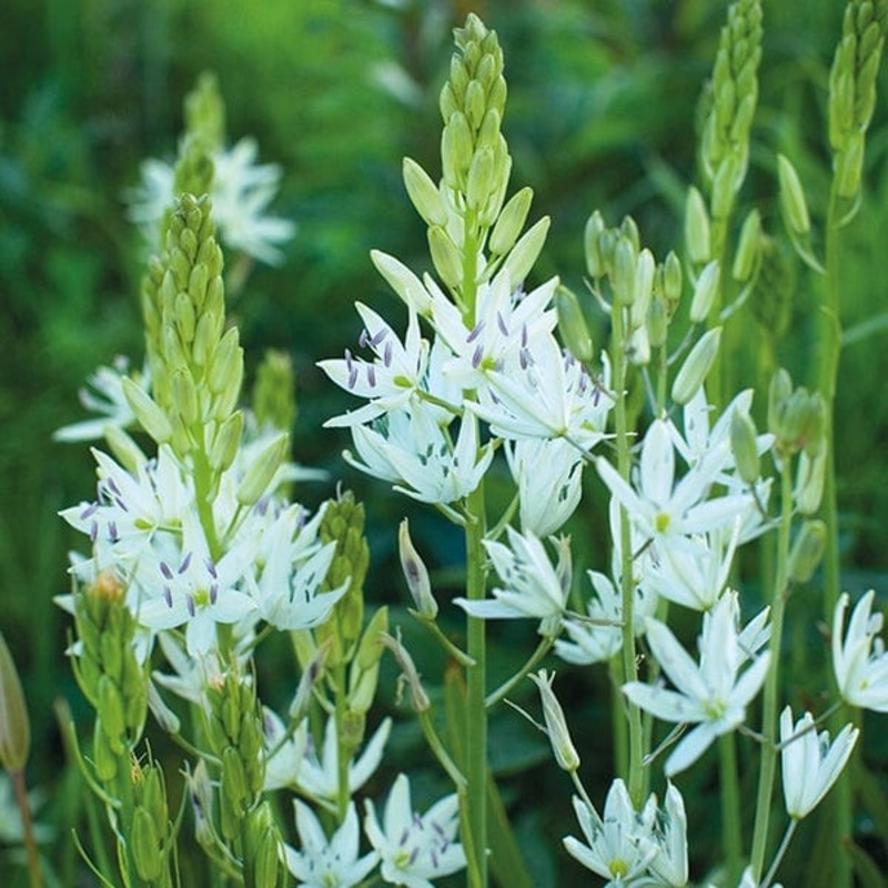 Camassia leichtlinii Alba Bulbs