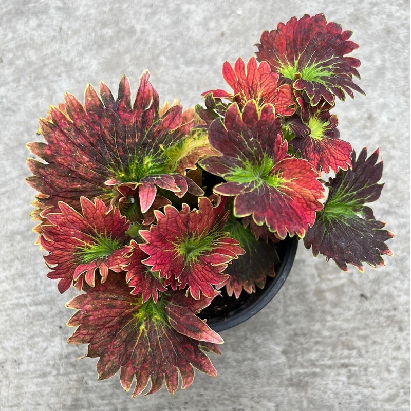 Coleus ‘Stained glassworks tilt a whirl’ 4.5 pouces