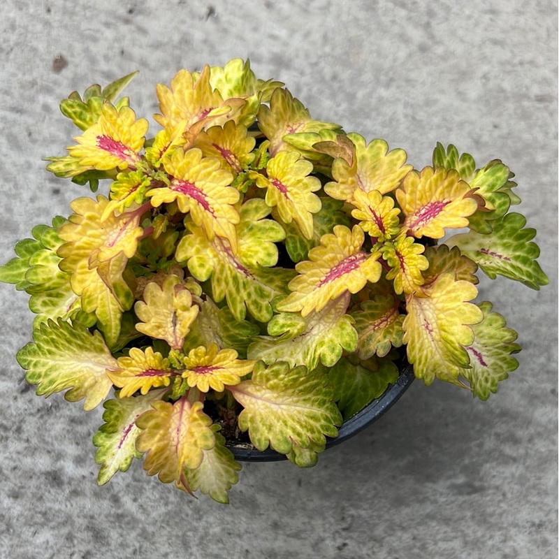 Coleus ‘Wildfire flicker’ 4.5 pouces