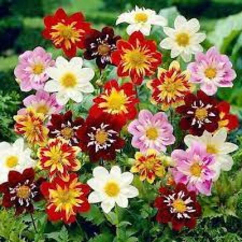 Collarette Dahlias Mix flower seeds for planting – Heirloom and Non-GMO garden seeds 100