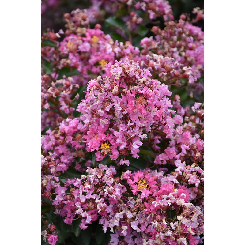 Crapemyrtle-Peppermint Mocha 3C