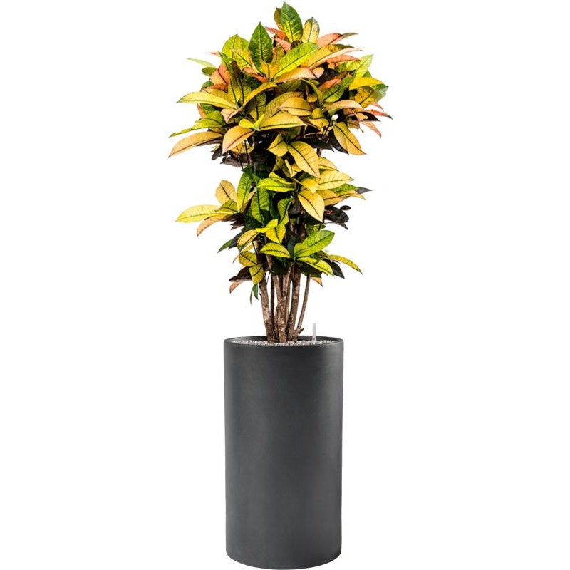 Croton (Codiaeum) variegatum ‘Mrs. Iceton’ in Baq Basic Office Plant With Pot 166cm Height 33cm Dia