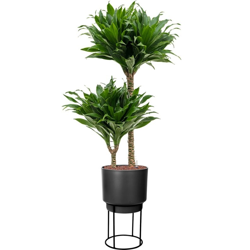 Dracaena fragrans ‘Compacta’ in B. For Studio Office Plant With Pot 112cm Height 18cm Dia
