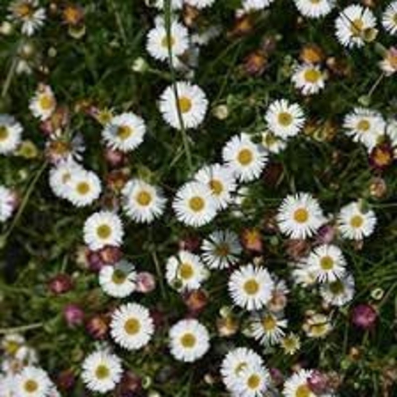Erigeron Karvinskianus Seeds  Heirloom, Non-GMO Daisy Flower Seeds for Garden Planting 100