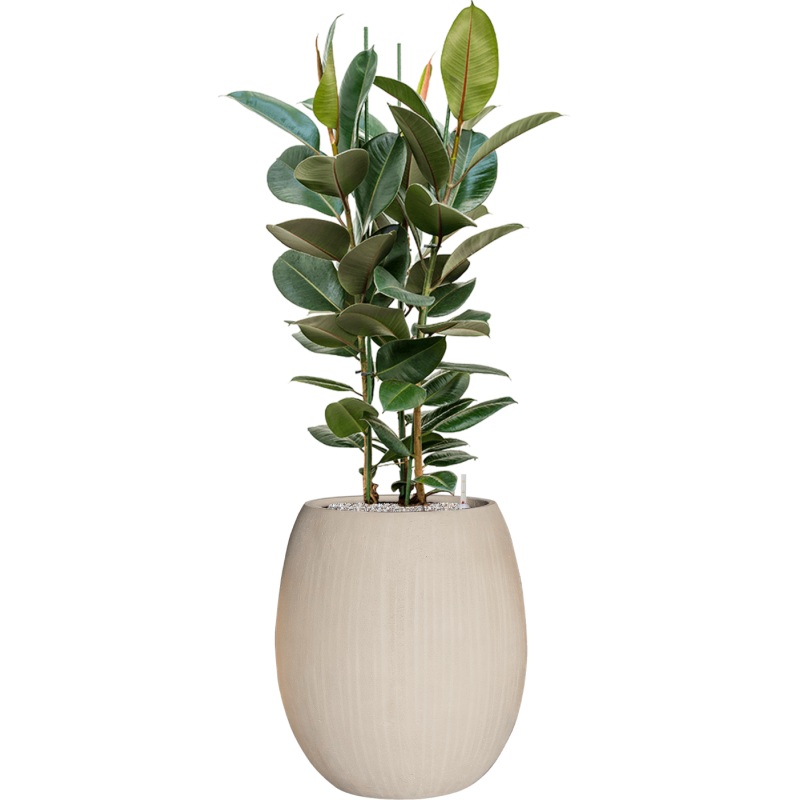 Ficus elastica ‘Robusta’ in Baq Polystone Coated Plain Office Plant With Pot 144cm Height 30cm Dia