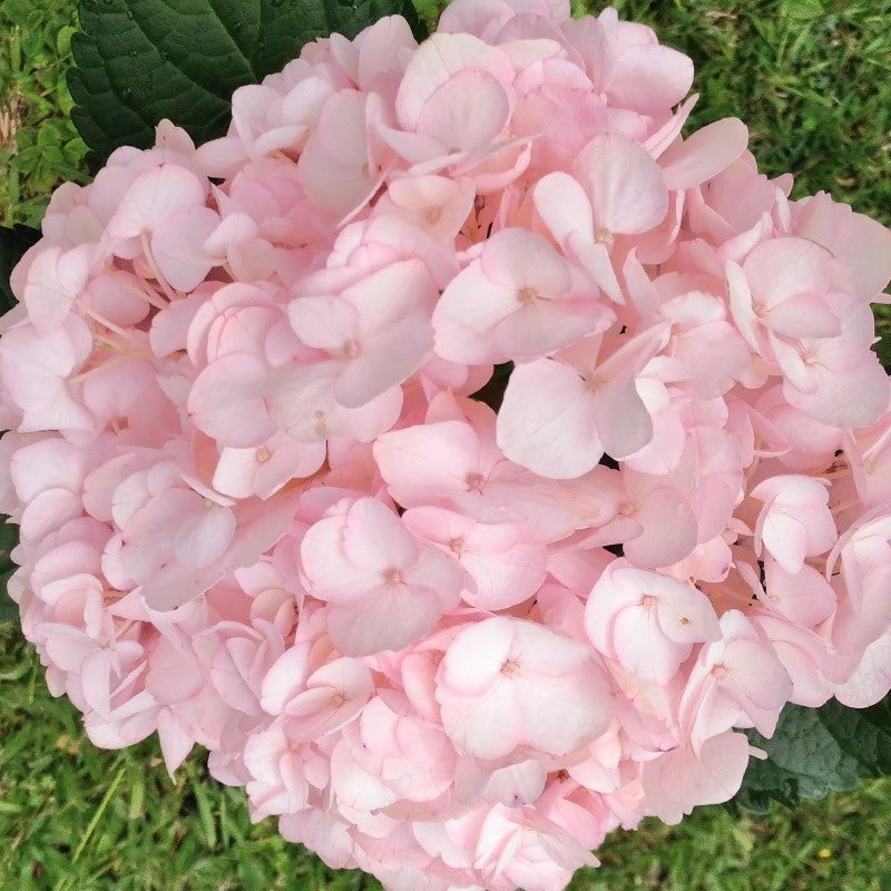 Heirloom Baby Pink Hydrangea Flower Seeds, Non-GMO Soft Blooms for Planting 100