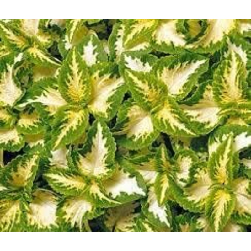 Heirloom Green Yellow Coleus Flower Seeds for Planting  Non-GMO, Decorative Ornamental Foliage Variety 100