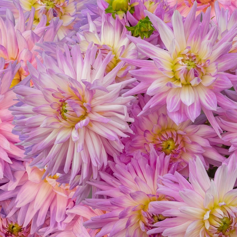 Heirloom Karma Amanda Violet White Bicolor Dahlia Flower Seeds  Non-GMO for Planting 100