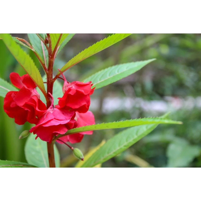 Heirloom Non-GMO Impatiens Carousel Flower Seeds for Planting  Colorful Shade-Loving Garden Blooms 100