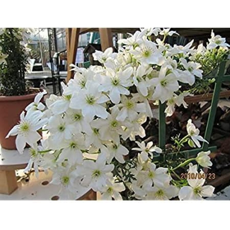 Heirloom Non-GMO White Clematis Flower Seeds for Planting  Climbing Vine Blooms for Trellises 100