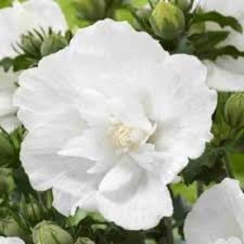 Hibiscus Syriacus Flower Seeds  Heirloom, Non-GMO Flower Seeds for Planting 100