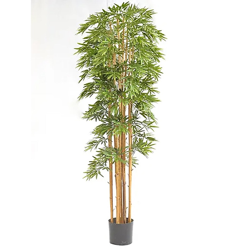 Japonica Bamboo Tree Natural 6Ft Everlasting