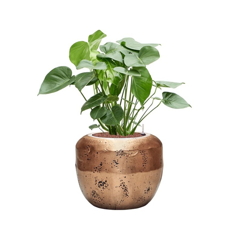 Monstera deliciosa in Baq Opus Raw Office Plant With Pot 94cm Height 31cm Dia