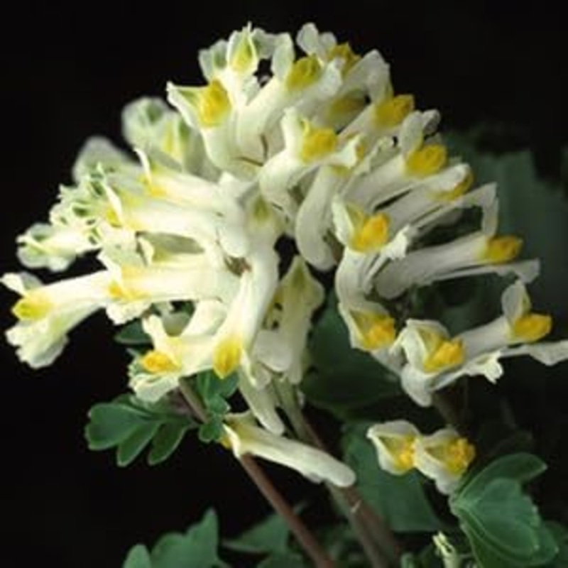 Organic Heirloom Non-GMO Corydalis Solida Seeds for Planting  Early Spring Blooms 100