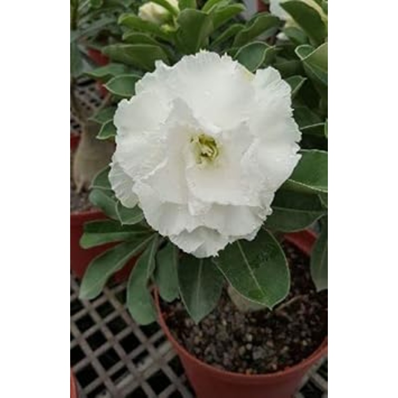 Organic Heirloom White Adenium Obesum Flower Seeds  Non-GMO Desert Rose Seeds for Planting 100