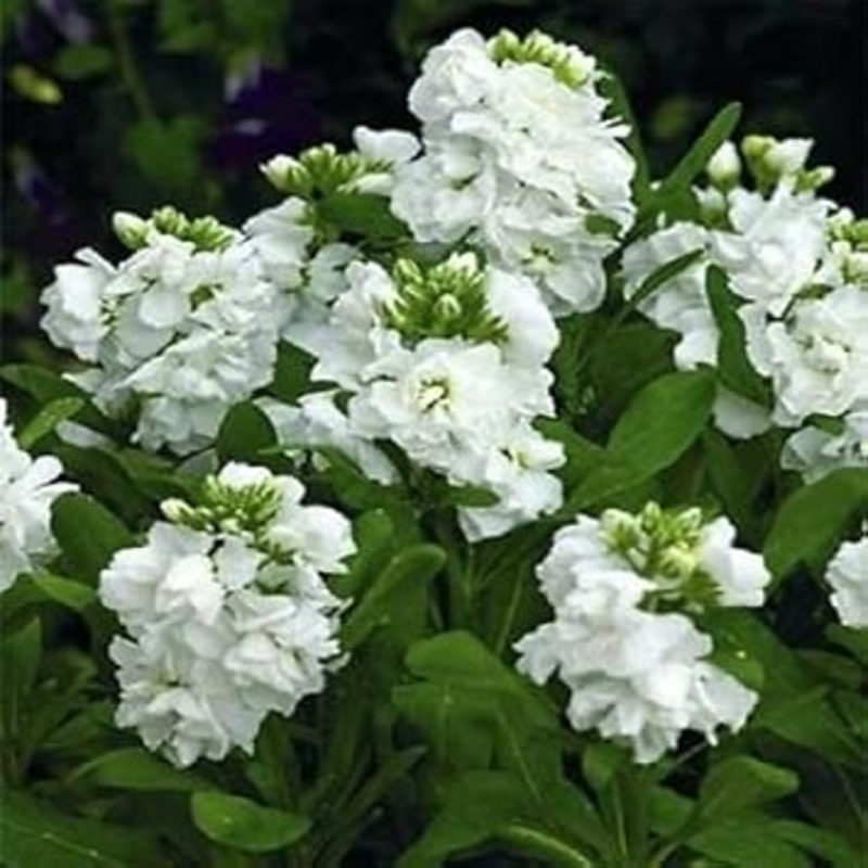 Organic White Scented Stock Flower Seeds for Planting  Heirloom, Non-GMO 100