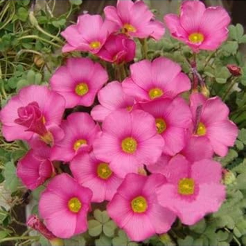 Pink Carpet Oxalis Flower Seeds for Planting – NON GMO Seeds 100