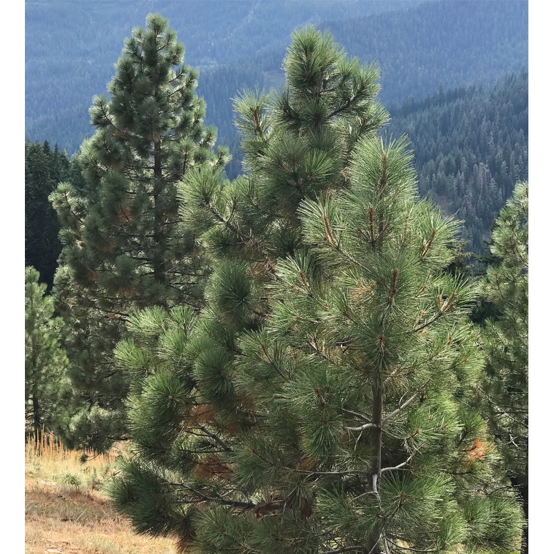*RETAIL – Pinus jeffreyi 5g/$65