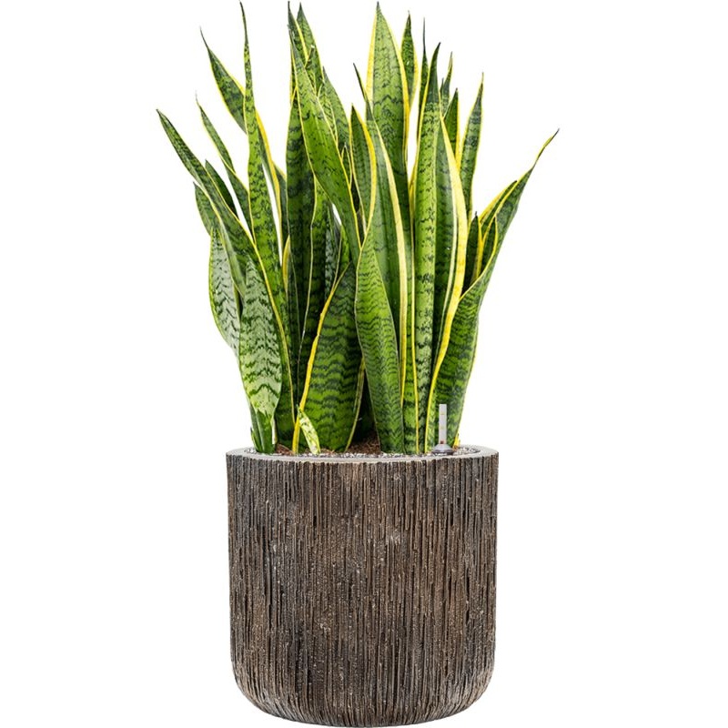 Sansevieria trifasciata ‘Laurentii’ Baq Luxe Lite Universe Office Plant With Pot 98cm Height 37cm Dia