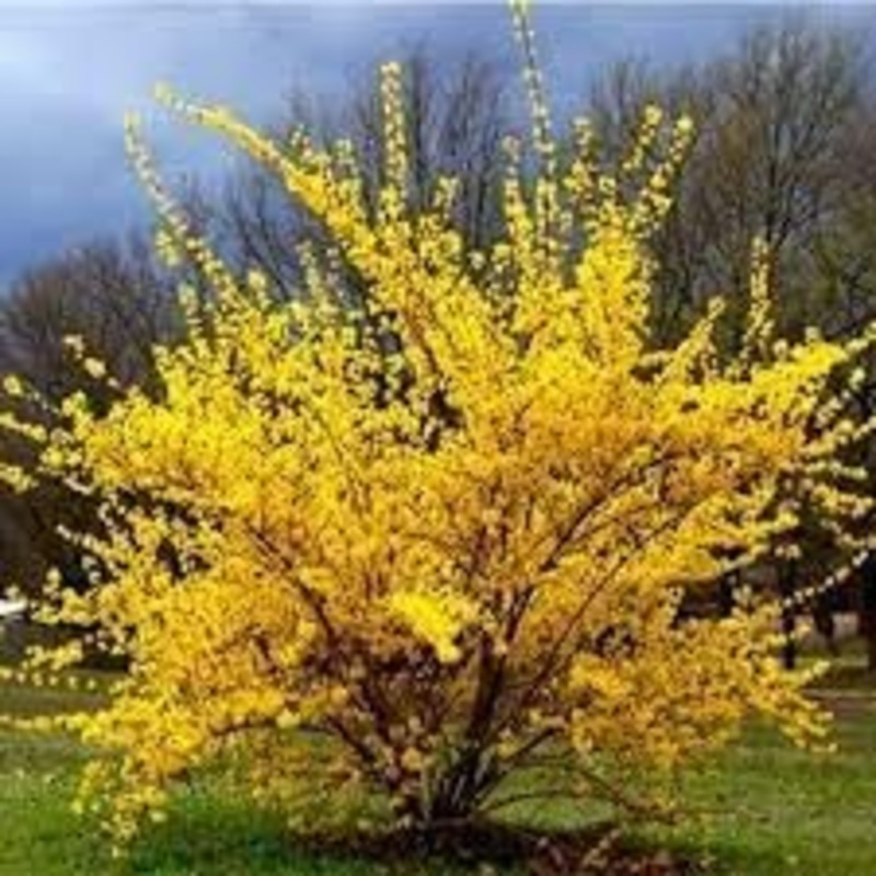 Trifoliate Forsythia Flower Seeds for Planting – NON GMO Seeds 100