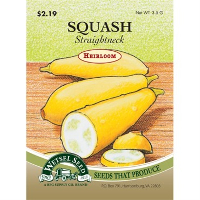 Wetsel Seed Heirloom Squash – Straightneck