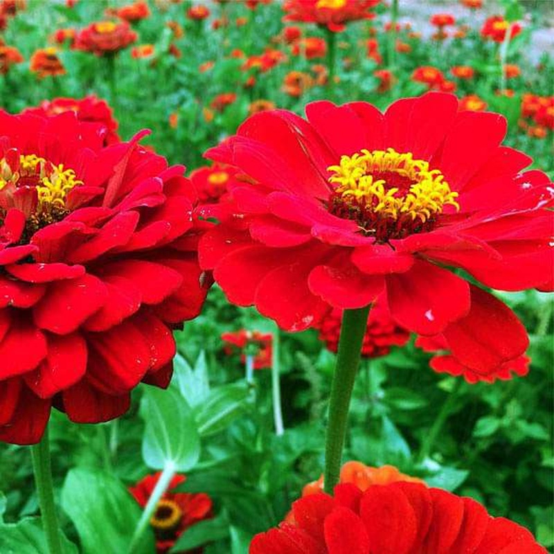Zinnia Red Tall – Desi Flower Seeds