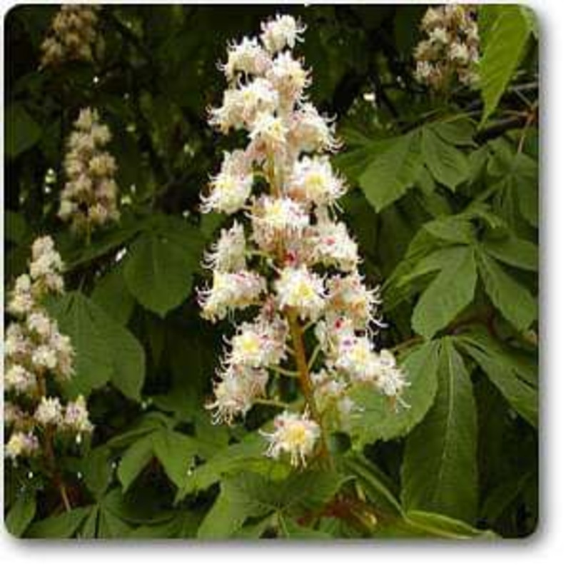 Aesculus hippocastanum – Plant