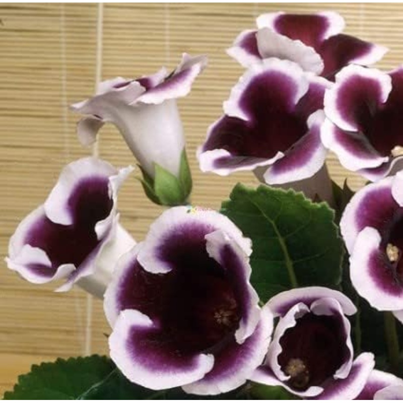 Black White Gloxinia Flower Seeds for Garden – NON GMO Seeds 100