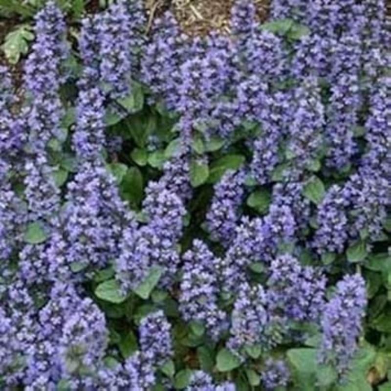 Blue Ajuga Reptans Plant Seeds for Planting – NON GMO Seeds 100