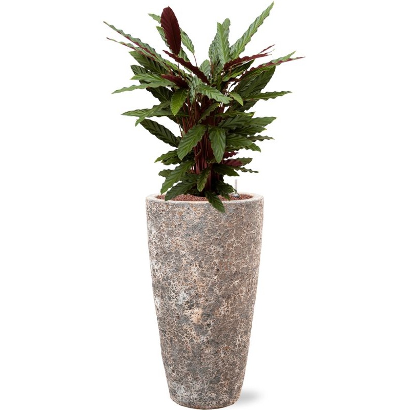 Calathea rufibarba ‘Wavestar’ in Baq Lava Office Plant With Pot 121cm Height 29cm Dia