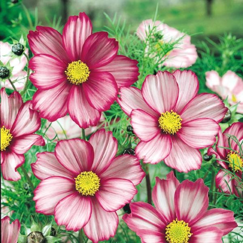 Candy Stripe Cosmos Flower Seeds for Planting  Vibrant, Non-GMO, Heirloom Seeds 100