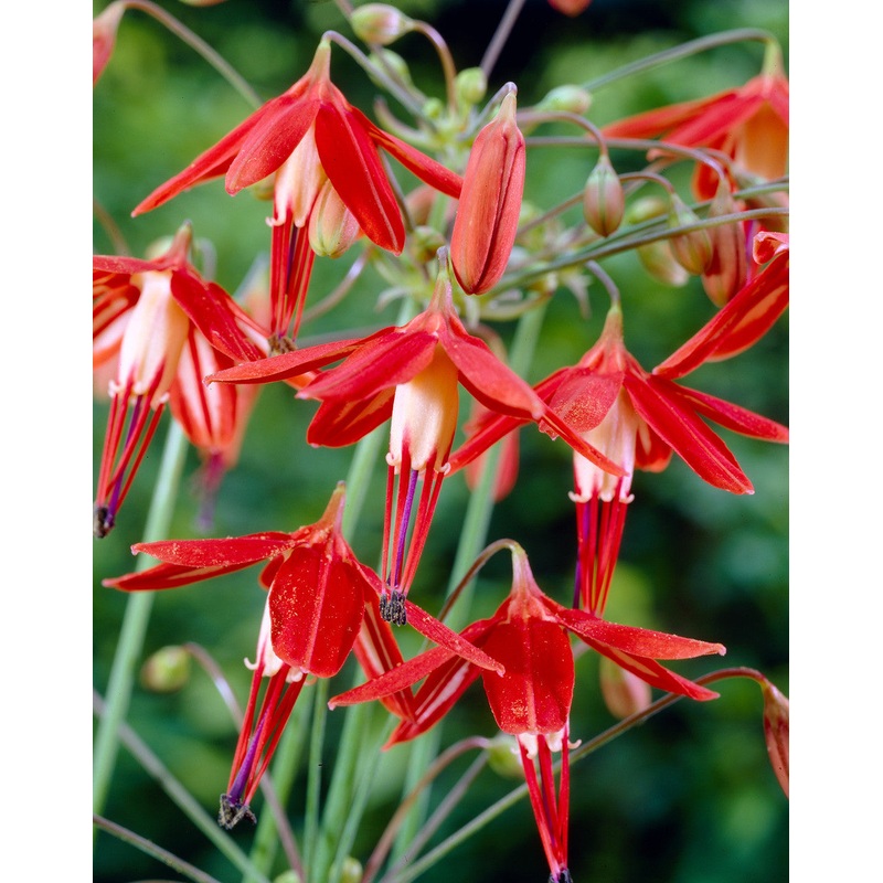 Coral Drops Flower Seeds Orange for Planting – 100 pcs 100