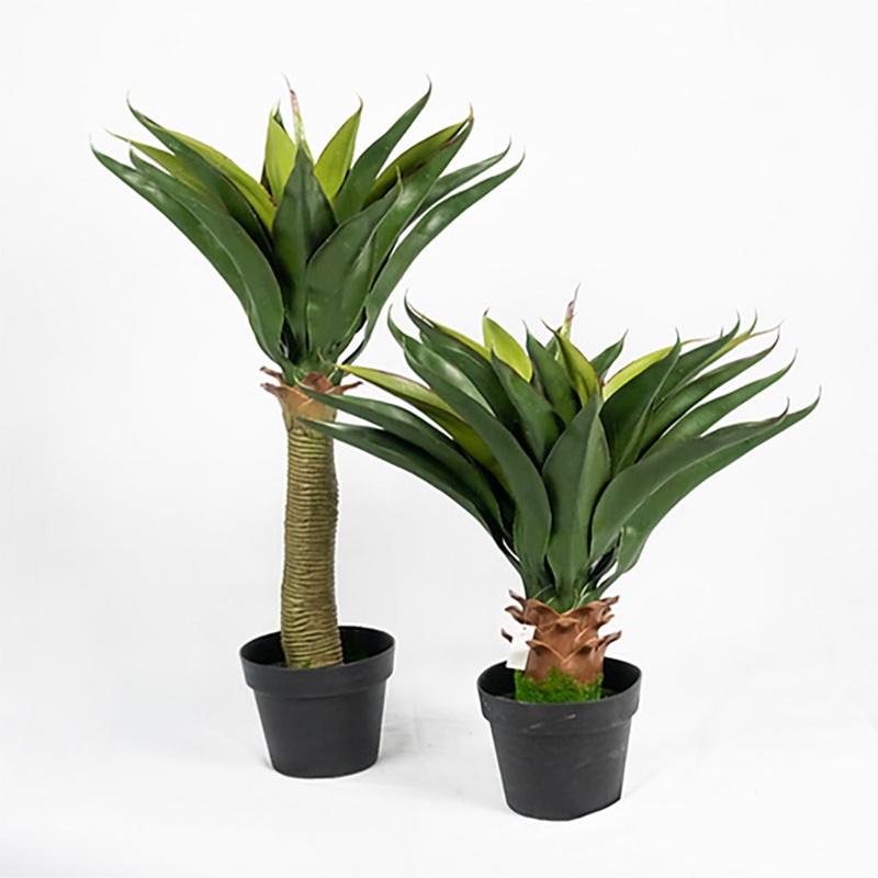 Crown Agave Plant 22In Everlasting